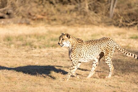 Cheetah running in South Africa, Acinonyx jubatus. Guepardo.の写真素材