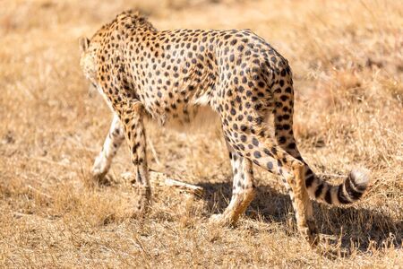 Cheetah running in South Africa, Acinonyx jubatus. Guepardo.