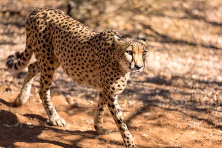 Cheetah running in South Africa, Acinonyx jubatus. Guepardo.の写真素材