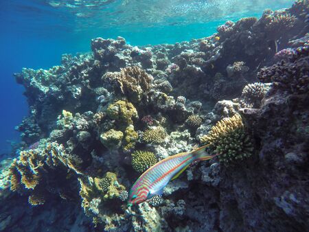 Lots of fish and corals during snorkeling in Sharm el Sheikh, Egypt.の写真素材