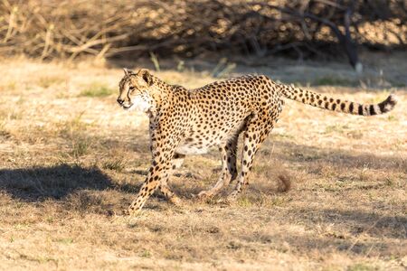 Cheetah running in South Africa, Acinonyx jubatus. Guepardo.の写真素材
