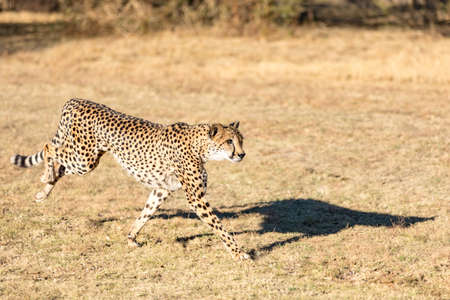 Cheetah running in South Africa, Acinonyx jubatus. Guepardo.の写真素材
