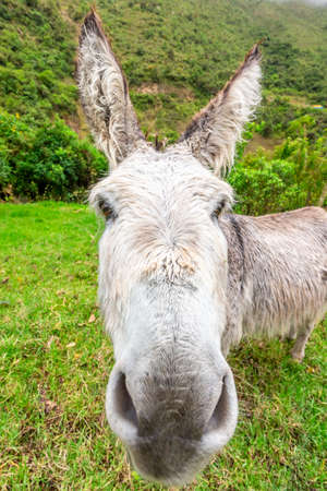 Donkey during Salkantay Trekking in Peru, South America.の写真素材