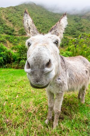 Donkey during Salkantay Trekking in Peru, South America.の写真素材