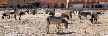 Rissani market in Morocco and the parking of donkeys and mules. Web banner in panoramic view.の写真素材