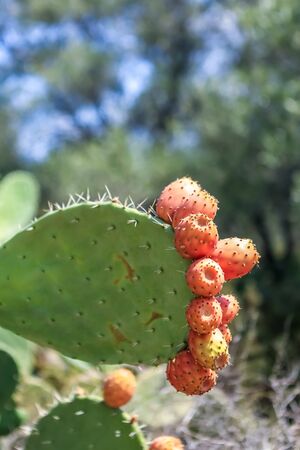 Indian fig opuntia cactus. Prickly pears by the Mediterranean Sea.の写真素材