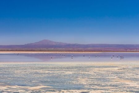 Laguna Chaxa, Atacama Desert, Chile. South America.の写真素材