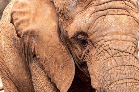 Elephant Close Up and Personal. South Africa.の写真素材