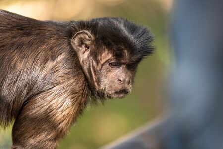 Wild monkey in the jungle. South Africa, Africa.