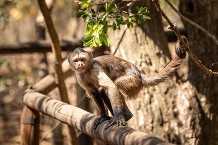 Wild monkey in the jungle. South Africa, Africa.の写真素材
