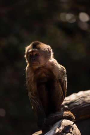 Wild monkey in the jungle. South Africa, Africa.の写真素材