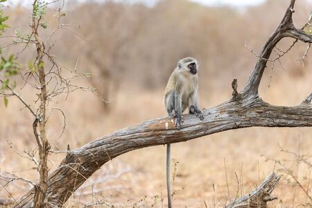 Vervet monkey (Cercopithecus aethiops) sitting in a tree, South Africa. Africa.の写真素材