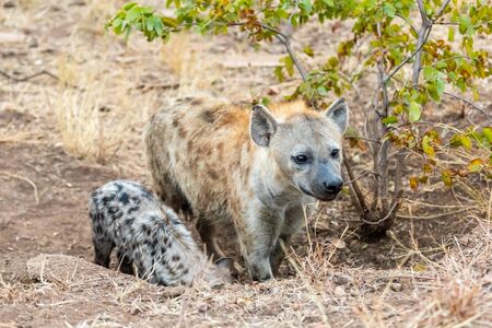 Hyena family in South Africa. Mother and Babys hyenas.の写真素材