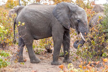 African Elephant Bull alone, Savannah in Africa. South Africa.の写真素材