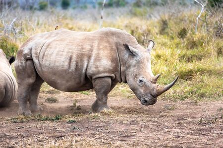 White rhinoceros or square-lipped rhinoceros is the largest extant species of rhinoceros. South Africa and Swazilandの写真素材