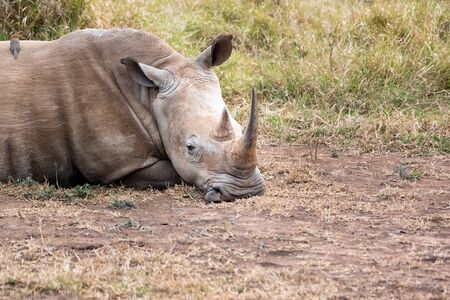 White rhinoceros or square-lipped rhinoceros is the largest extant species of rhinoceros. South Africa and Swazilandの写真素材
