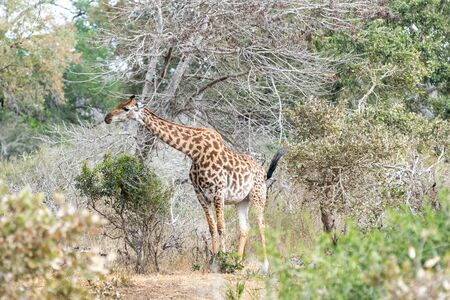 Wild giraffe in savana grasss, South Africa. Africa.の写真素材