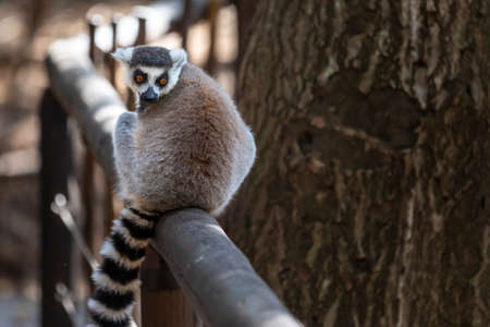 The ring-tailed lemur (Lemur catta), Madagascar.