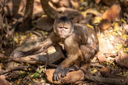 Wild monkey in the jungle.