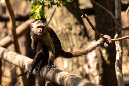 Wild monkey in the jungle. South America.