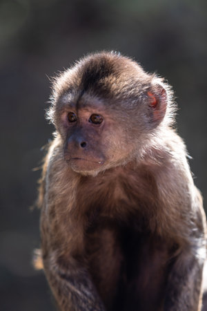 Wild monkey in the jungle. South Africa, Africa.の写真素材