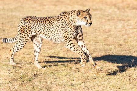 Cheetah running in South Africa, Acinonyx jubatus. Cheetah.