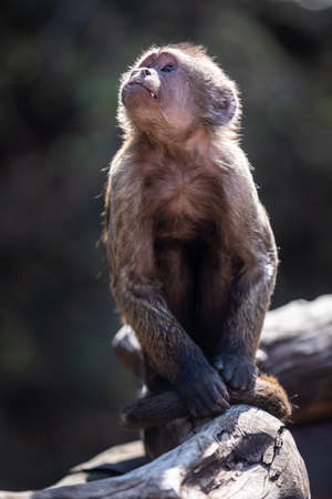 Wild monkey in the jungle. South Africa, Africa.