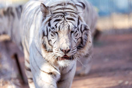 White Bengal Tiger in a close up view portrait looking into the camera