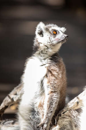 The ring-tailed lemur (Lemur catta), Madagascar.