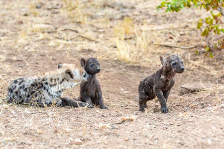 Hyena family in South Africa. Mother and Babies hyenas.の写真素材