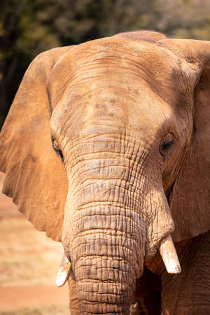 Elephant Close Up and Personal. South Africa.