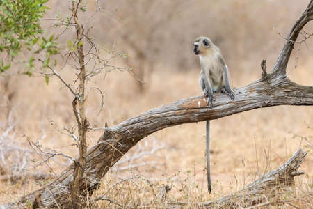 Vervet monkey (Cercopithecus aethiops) sitting in a tree, South Africa. Africa.