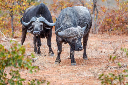 African Buffalo bull looking at the camera in South Africa. Africa.の写真素材
