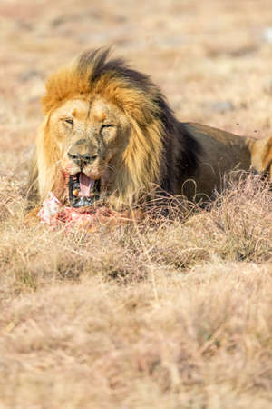 Male Lion Eating, Savanna in South Africa.