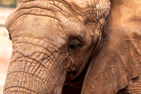 Elephant Close Up and Personal. South Africa.の写真素材