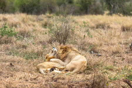 Lion and panthera leo. Love is in the air. Africa.の写真素材