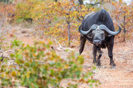 African Buffalo bull looking at the camera in South Africa. Africa.