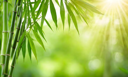 Nature of green bamboo leaf in garden at summer.の素材