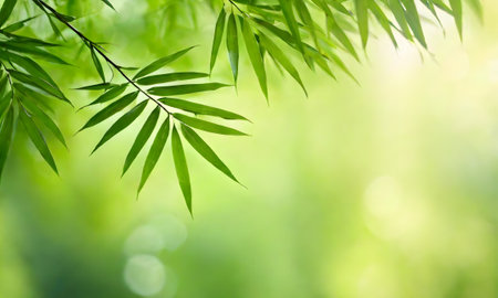 Nature of green bamboo leaf in garden at summer.の素材