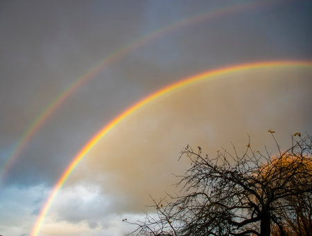Rainbow in the sky with trees and dry branches in the foregroundの写真素材