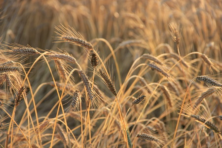 wheat