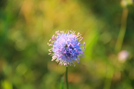 flowerの写真素材