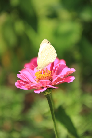  flowerの写真素材