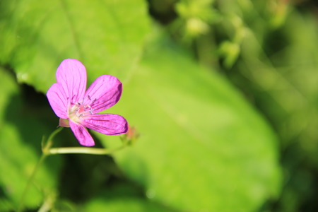  flowerの写真素材
