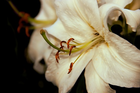  flowerの写真素材