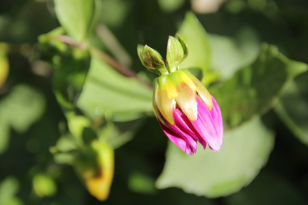 Flowerの写真素材