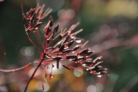 plantの写真素材