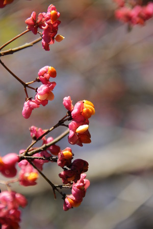 floweringの写真素材