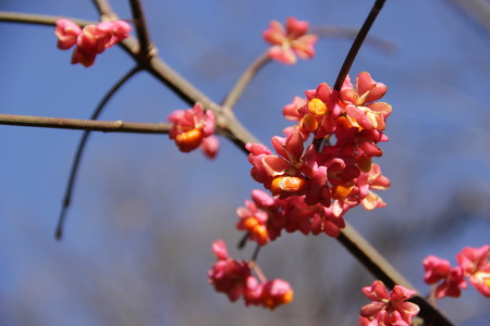 floweringの写真素材