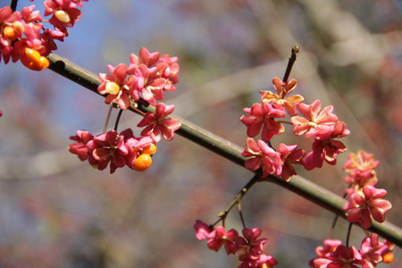 floweringの写真素材